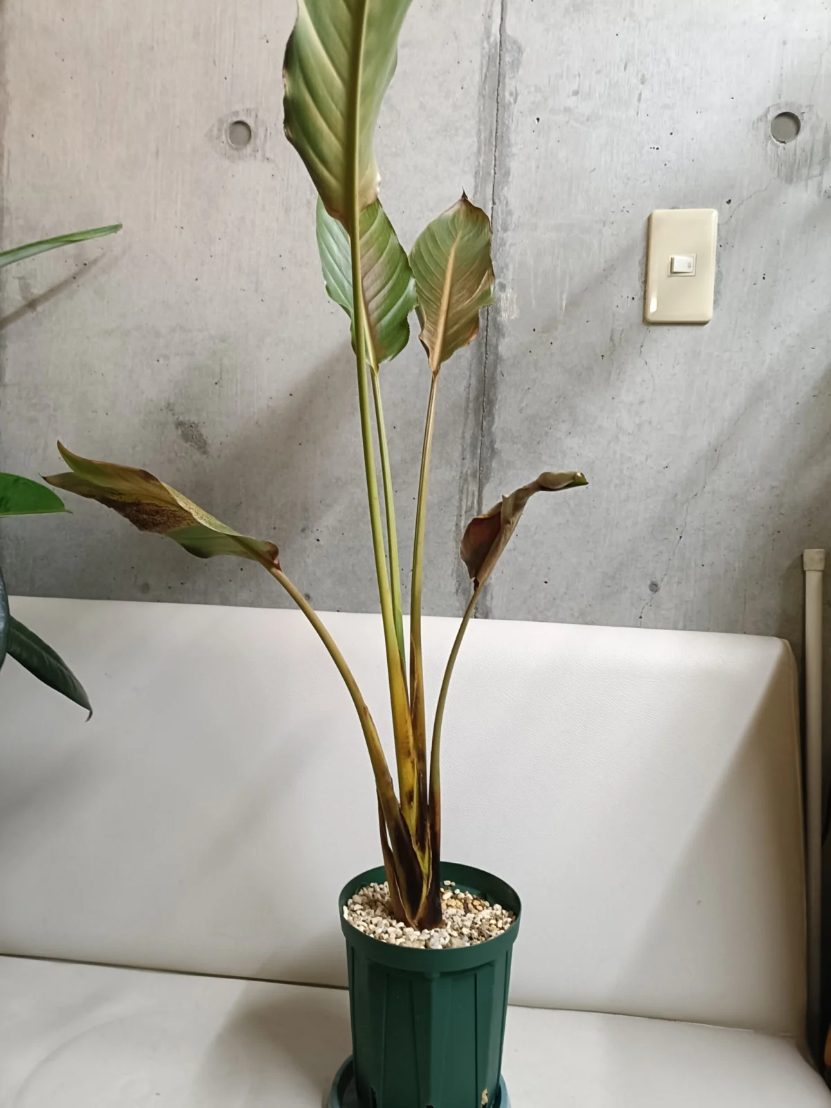 ストレリチア レギネ