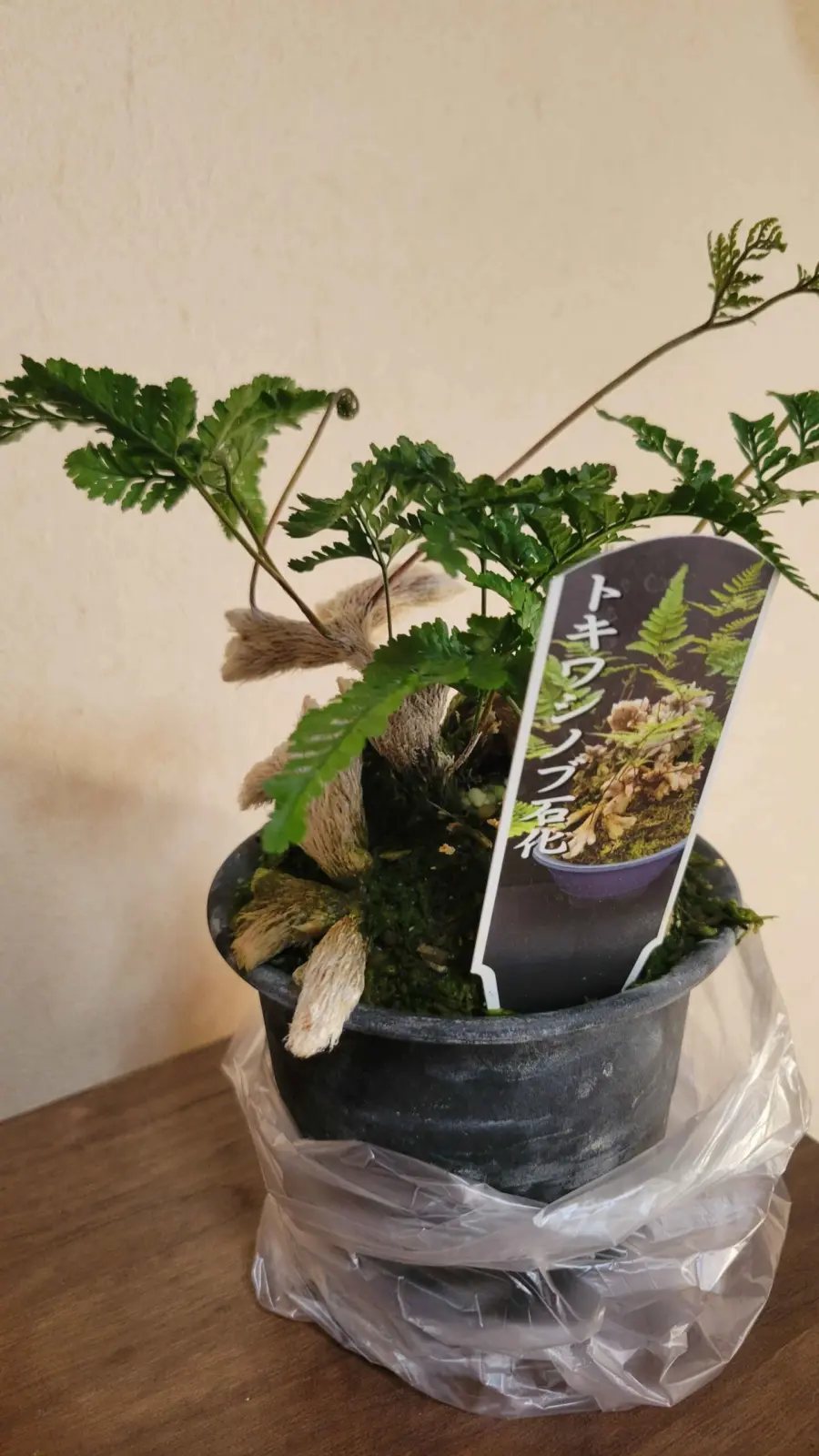 トキワシノブ　石花　ホムセン　ビフォー