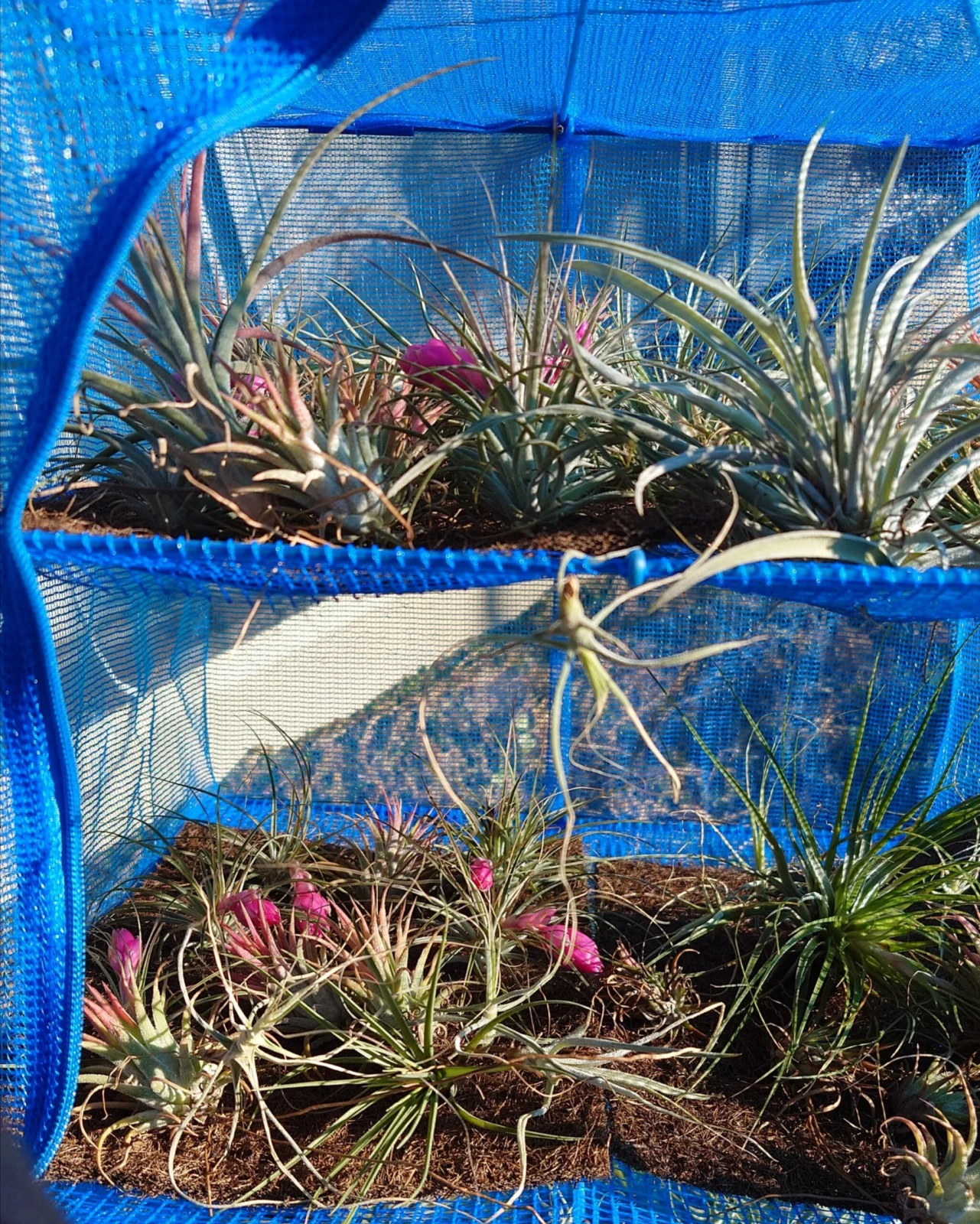 ティランジア ストリクタ 他