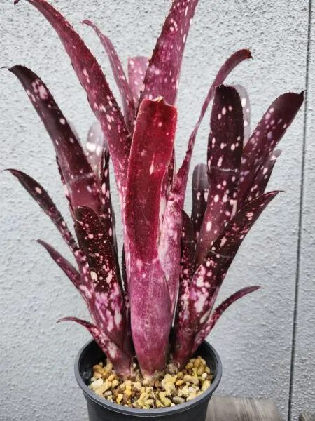 ビルベルギア　ハレルヤ