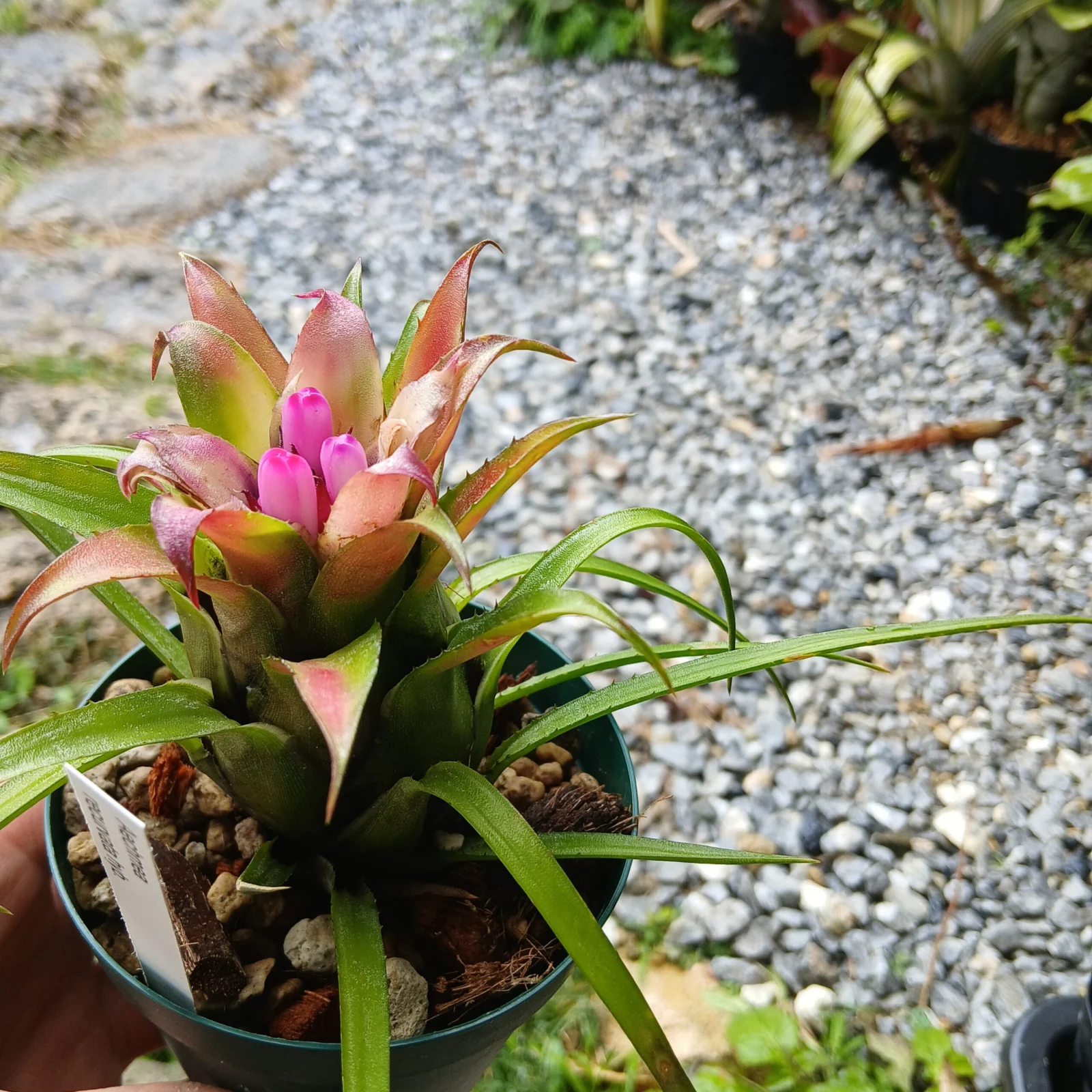 エクメア　レクルバータ　ハイブリッド