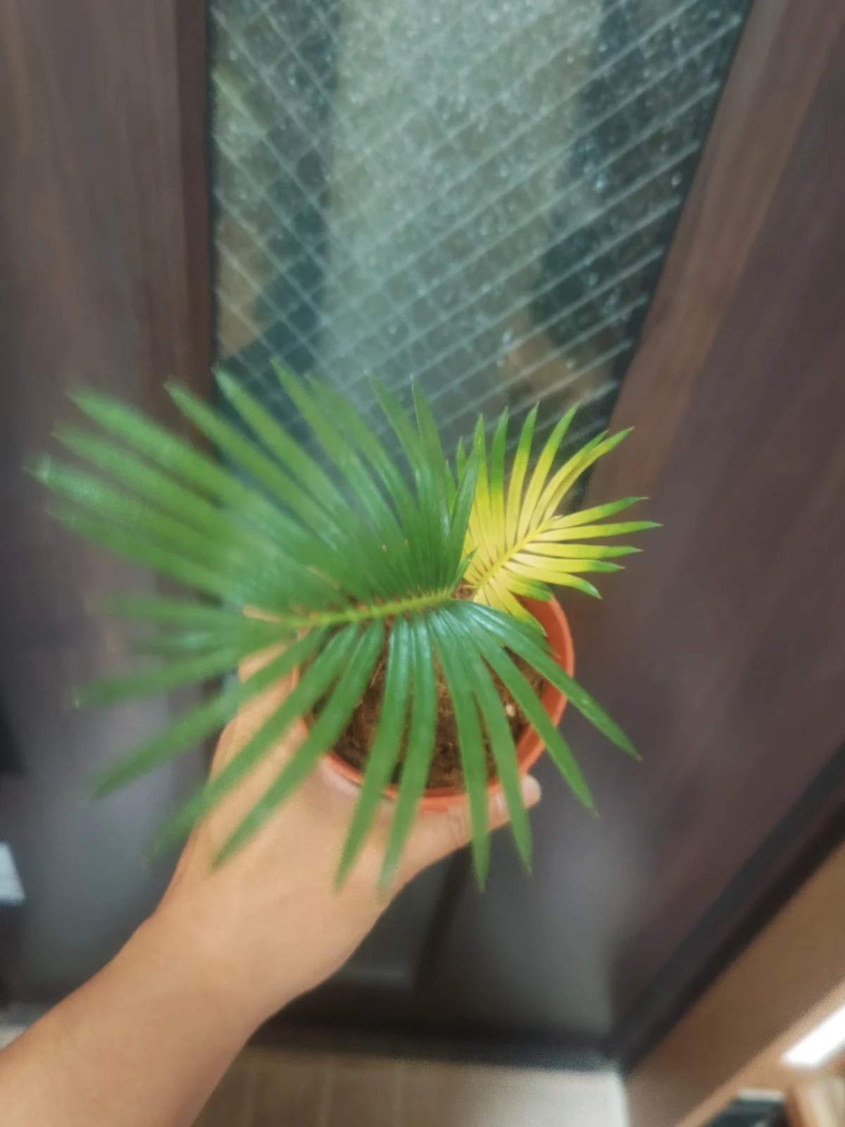 ダイソー　ソテツ