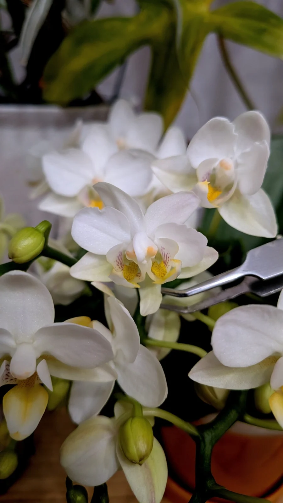 ファレノプシス （ コチョウラン ）　ナザレ