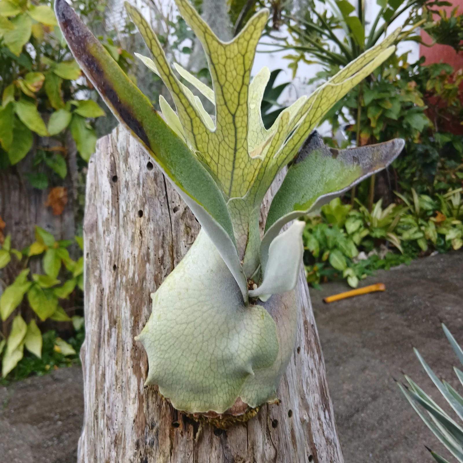 ビカクシダ　ベイチー