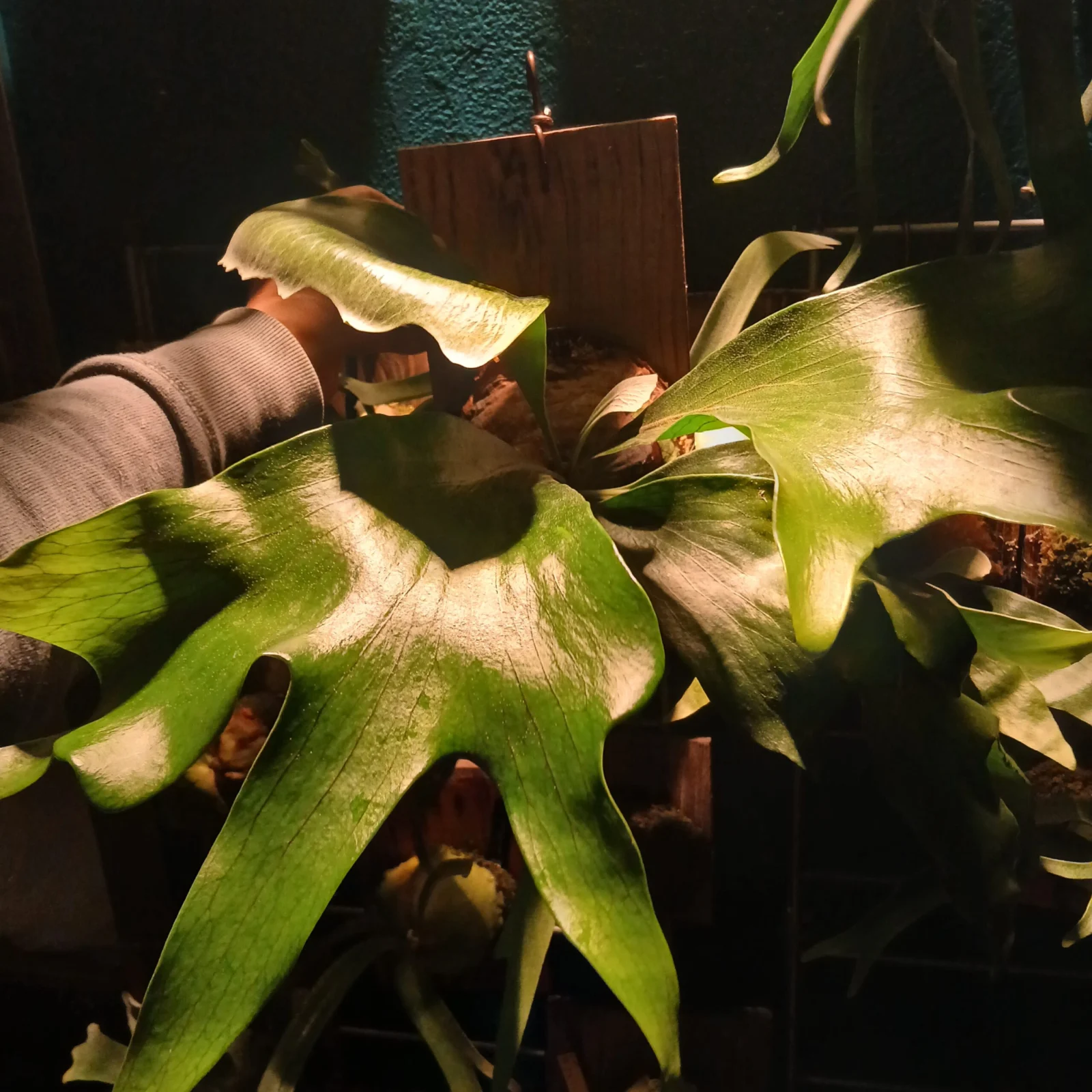 ビカクシダ　ヒリーミオ