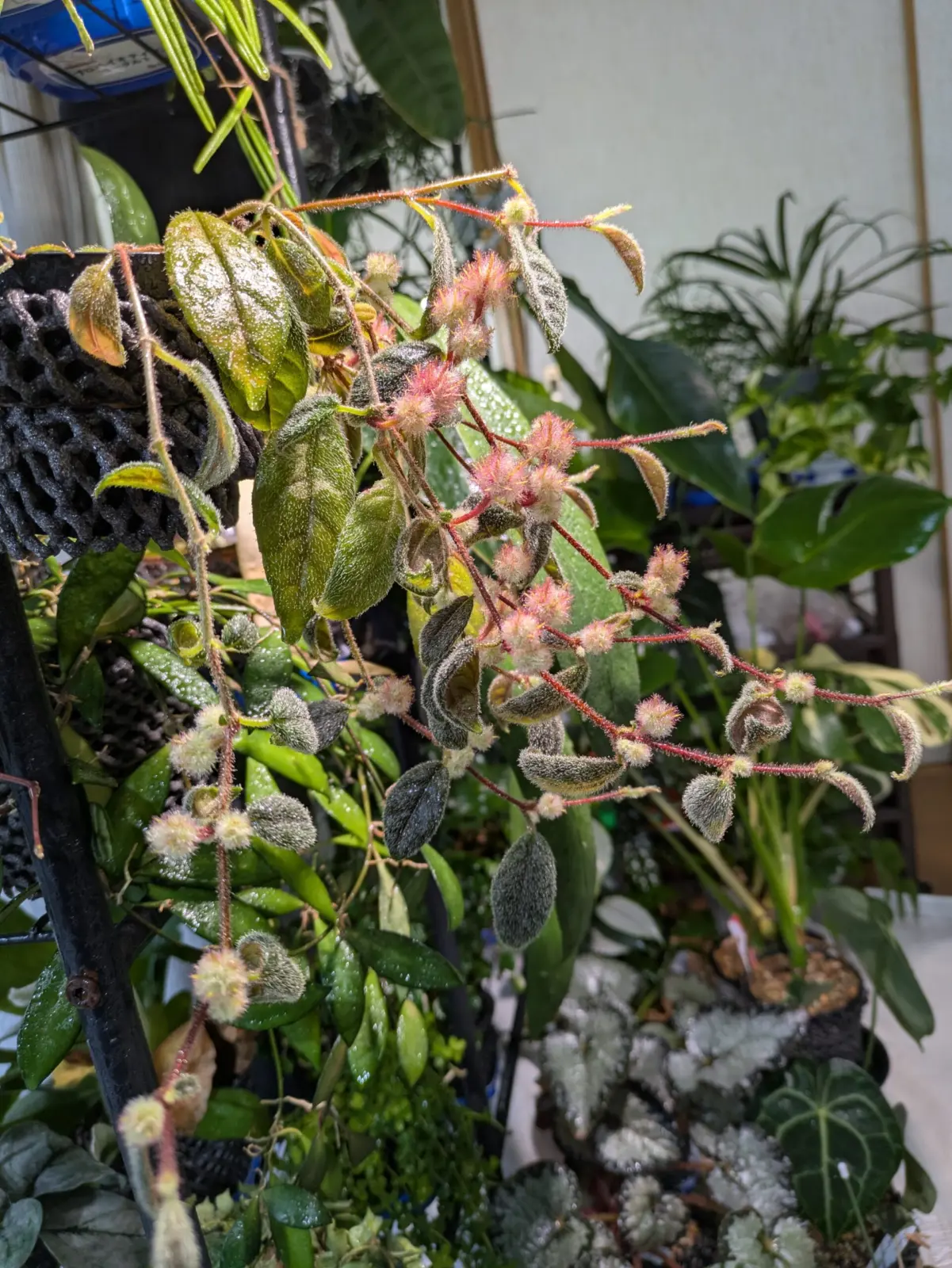 コルムネア　ミノル