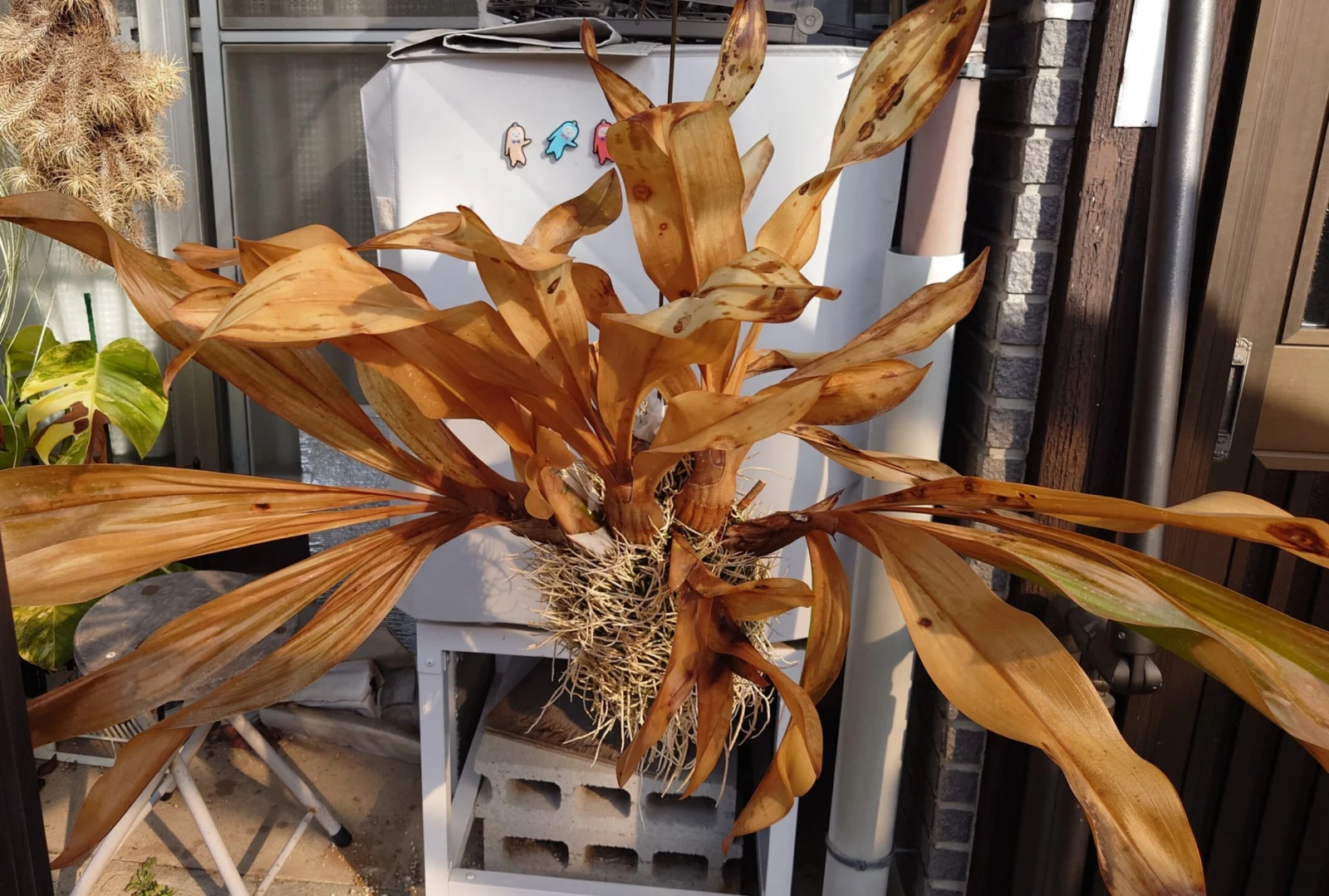 モジャマトフィラム