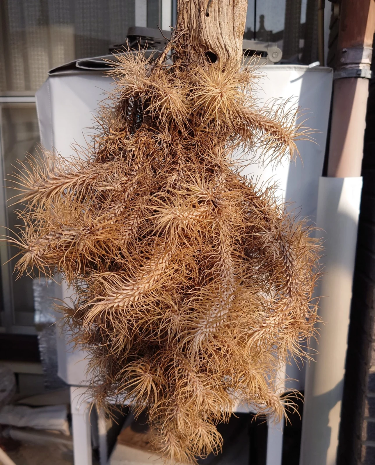 フンキアナ 群生