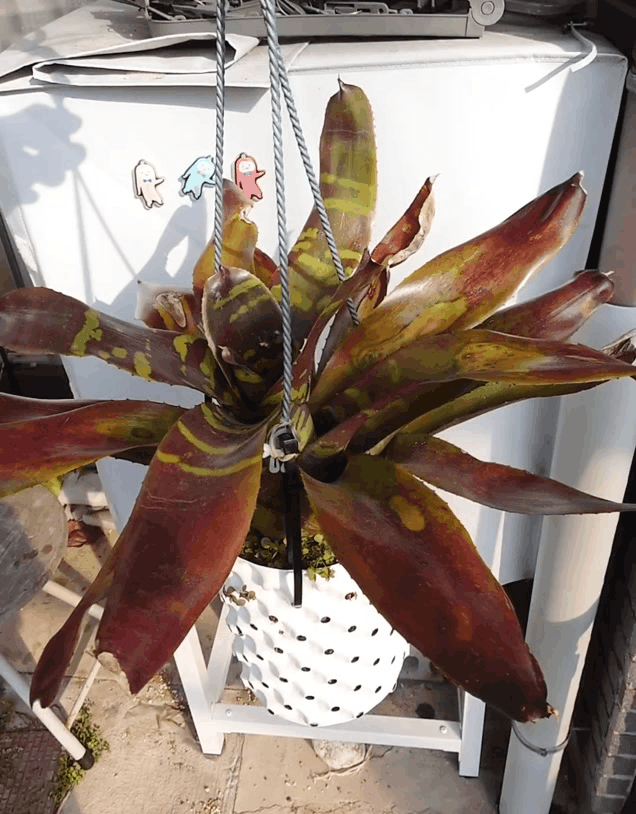 ビルベルギア フダオチ