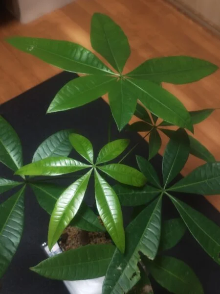 パキラ　ミューテーション？