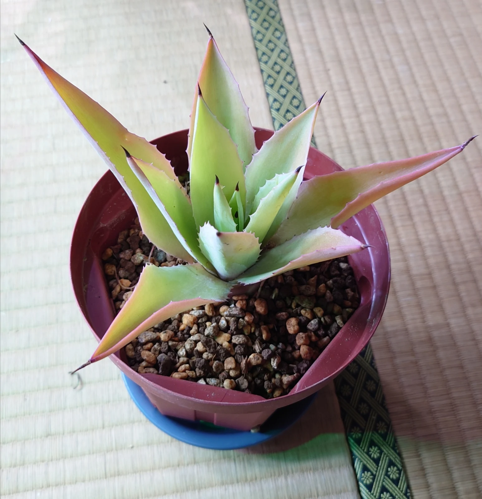 アガベ フダオチ