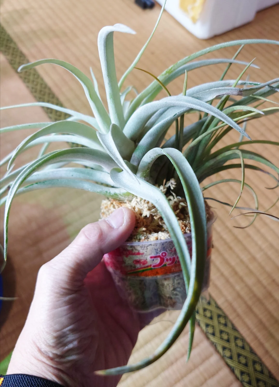 ティランジア フダオチ