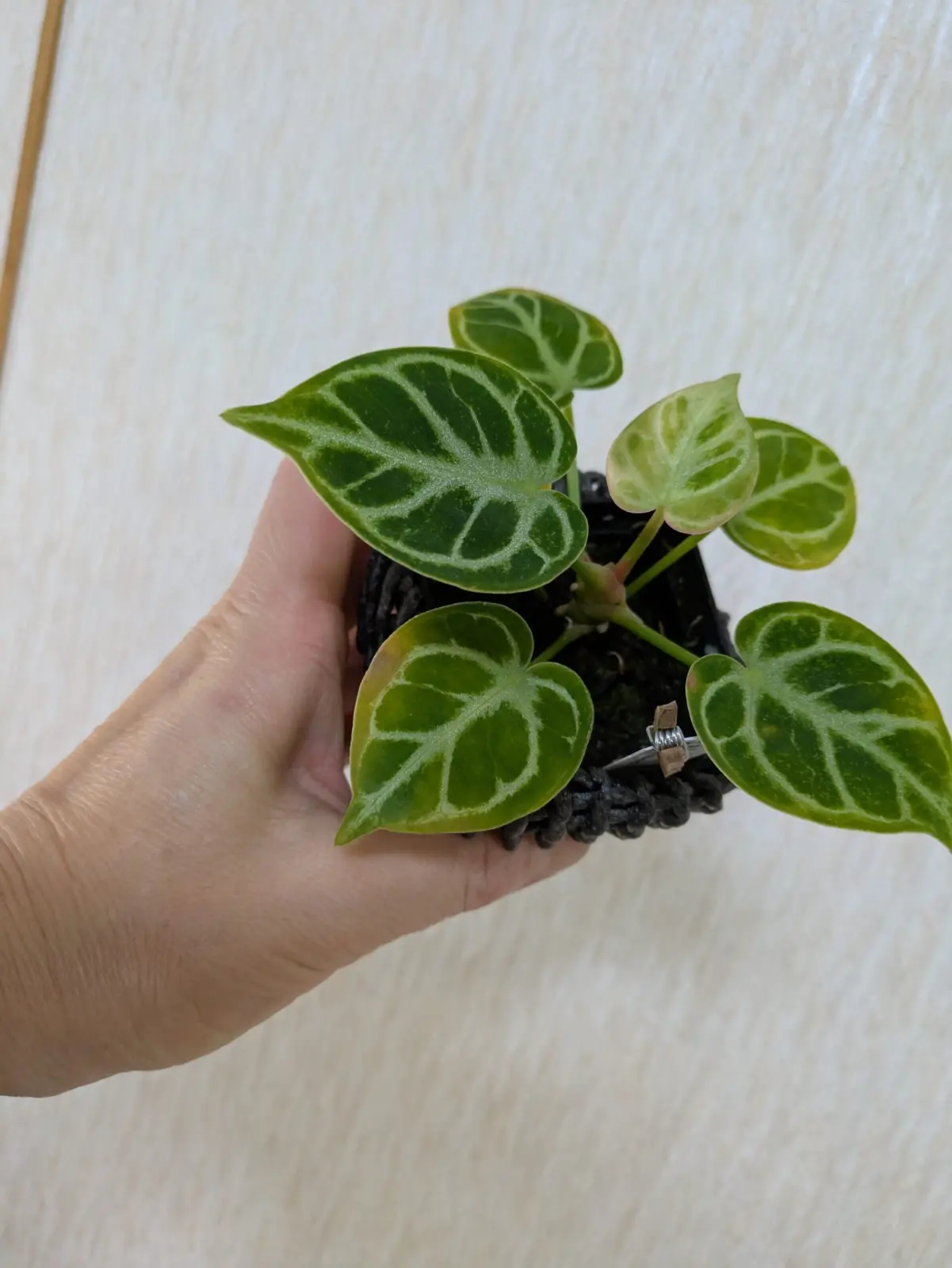 アンスリウム ドラヤキ