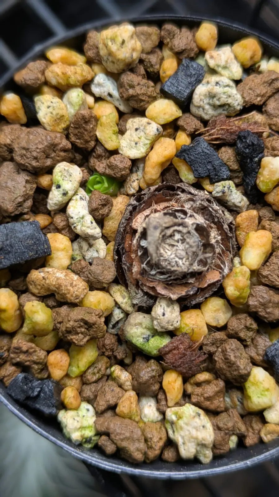 ビルベルギア ビッタータ ドミンゴスマルティンス