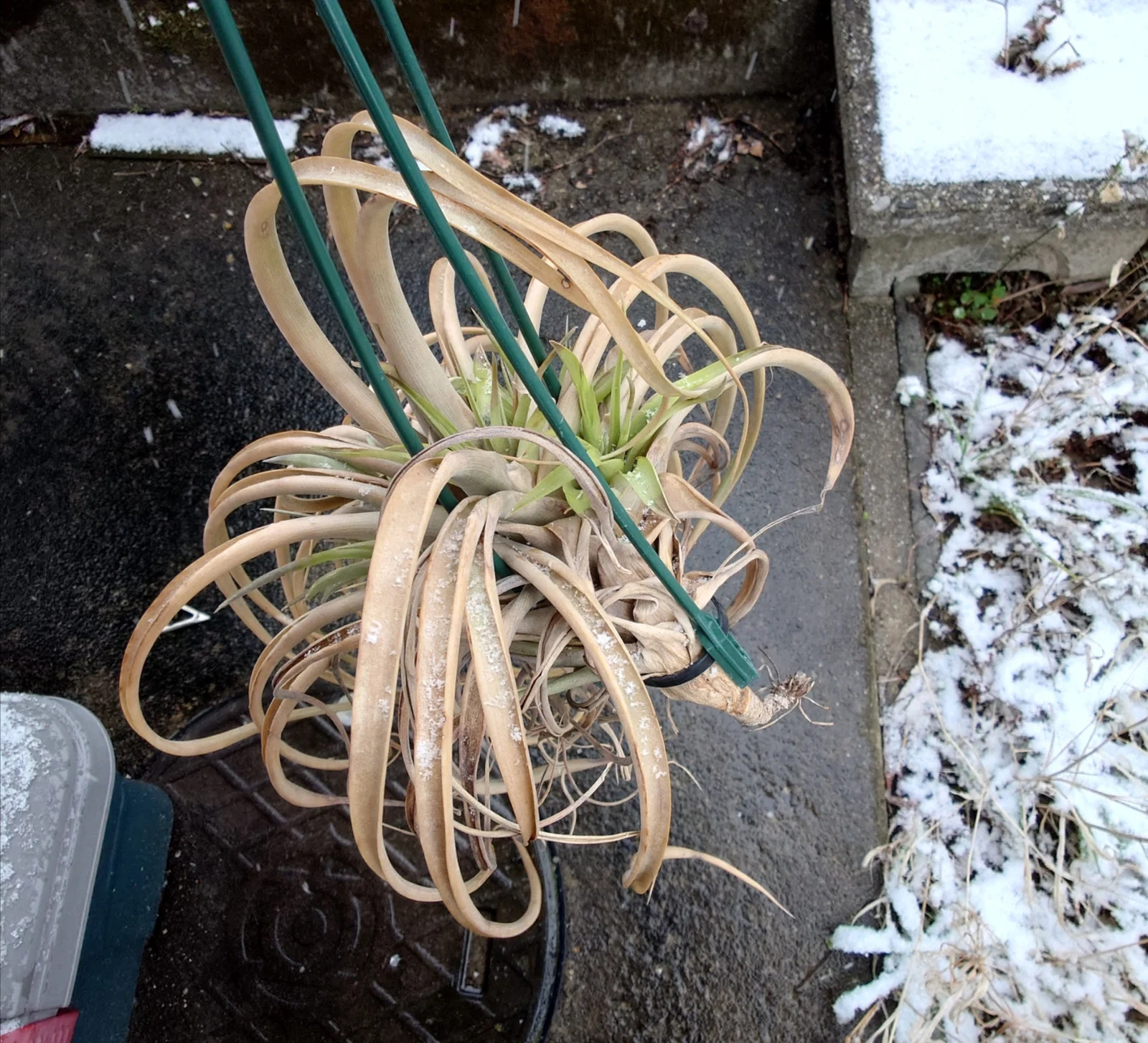 ティランジア フダオチ デッカイガチャ