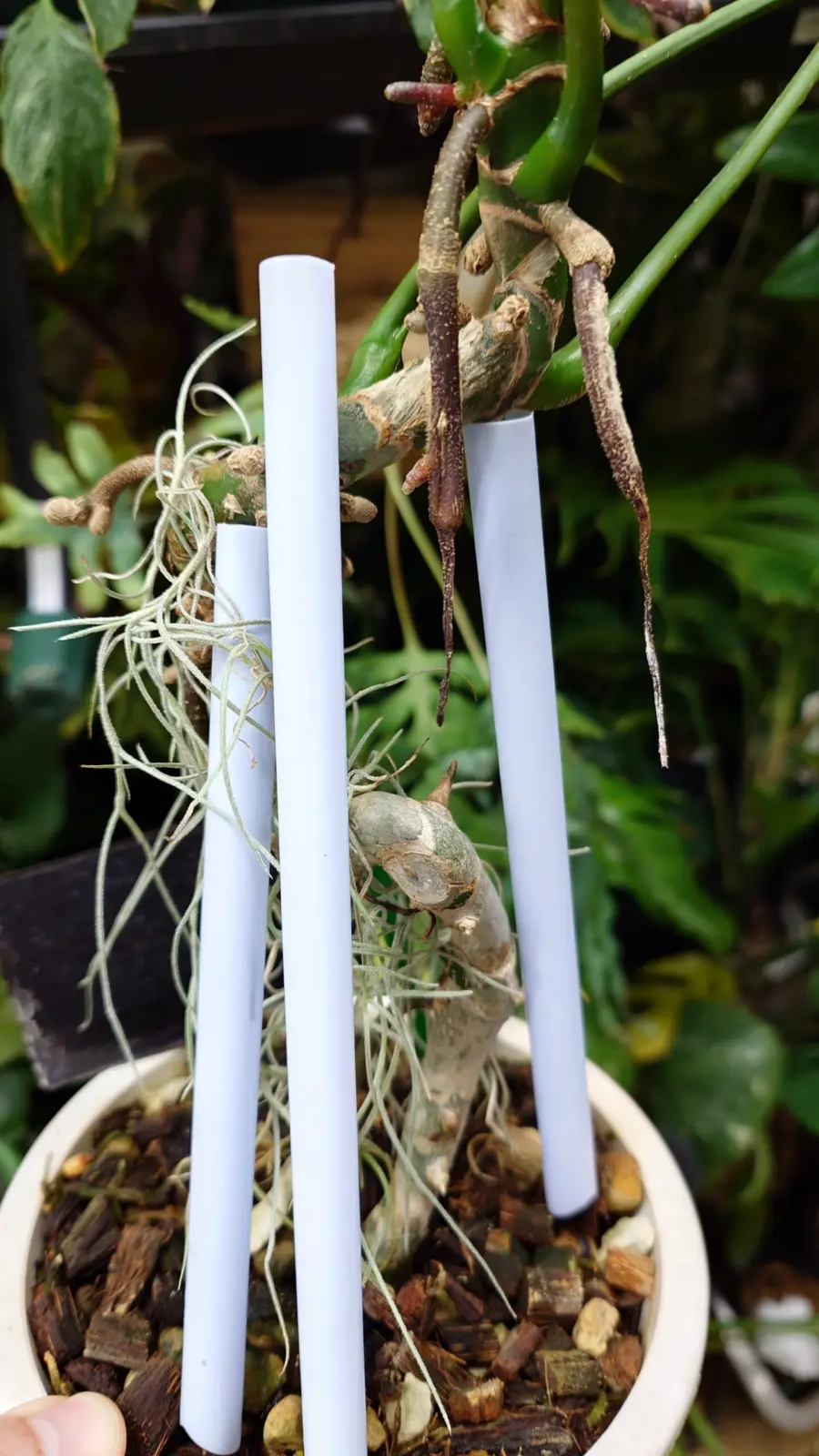 アンスリウム　グイルディンギー　パルテノン不発