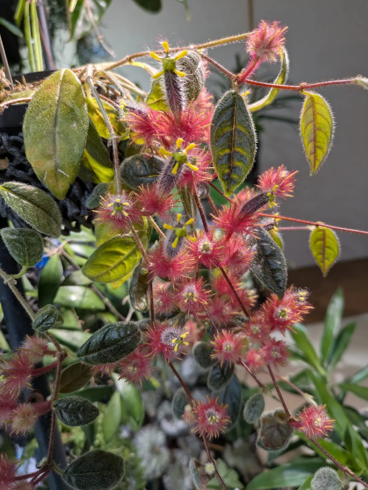 コルムネア　ミノル