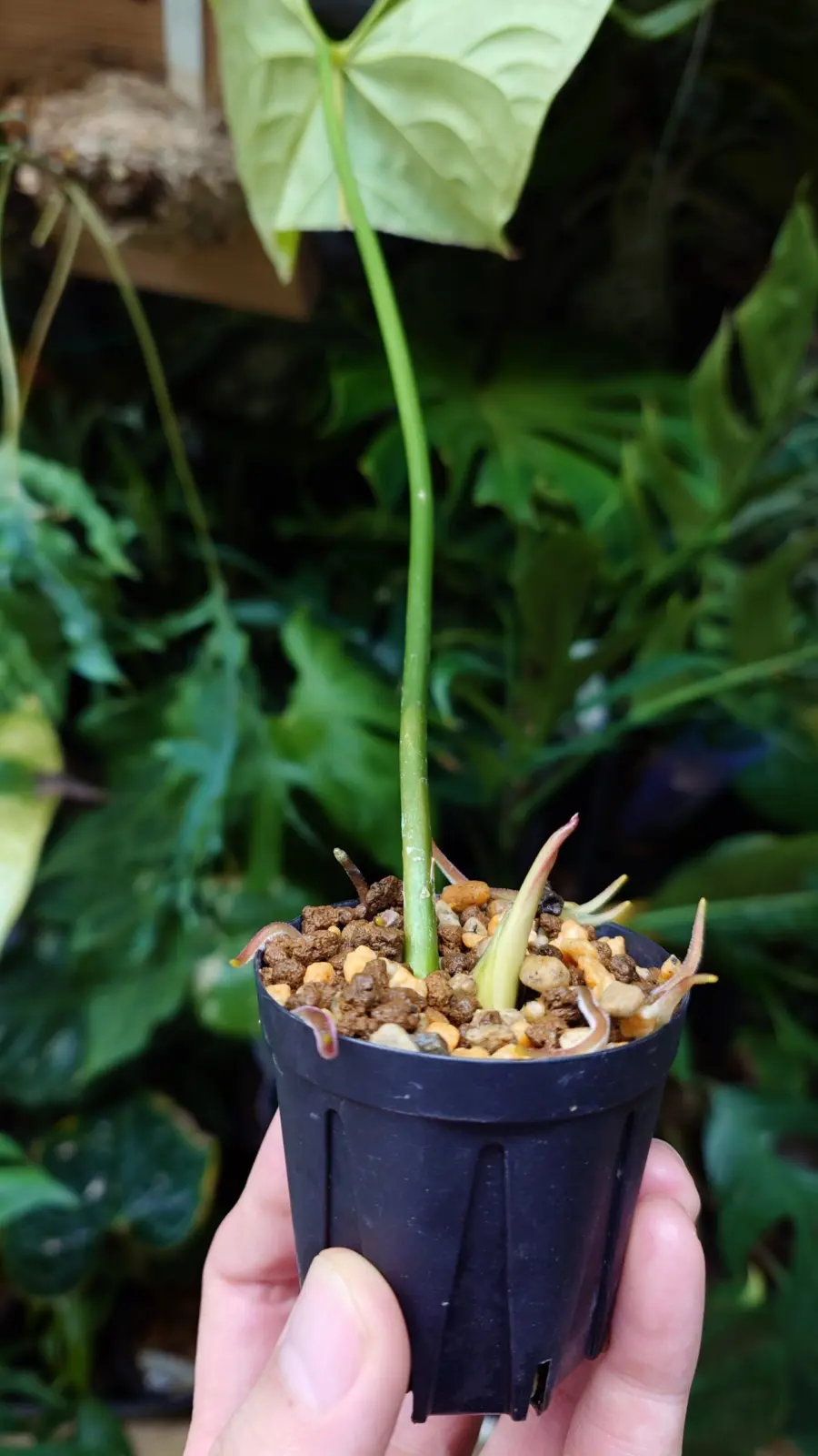 アンスリウム　グイルディンギー　根無しから復活