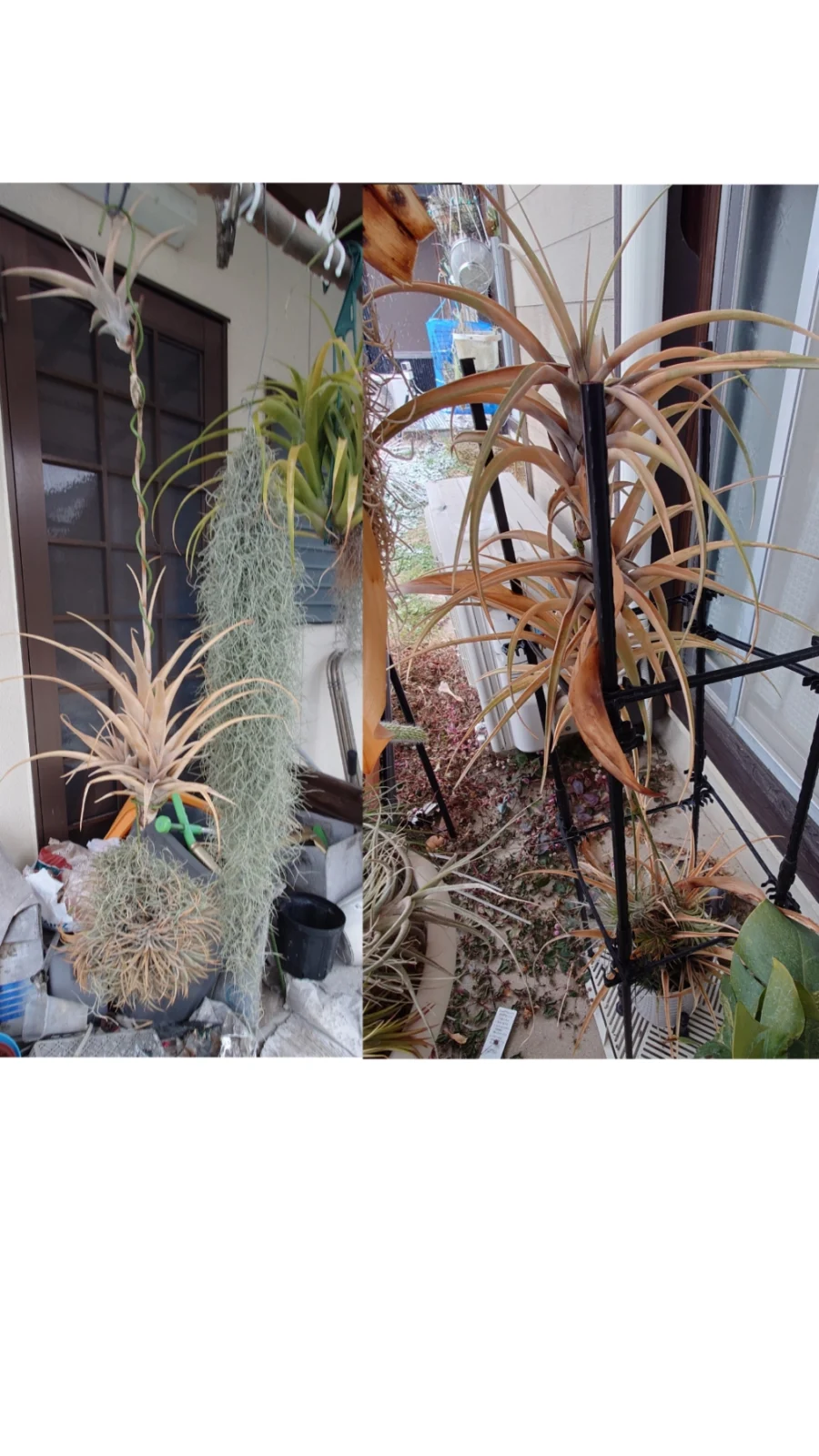 ティランジア フレクスオーサ