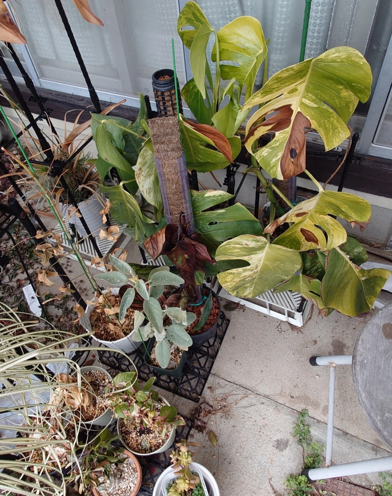 モンステラ オーレア 等