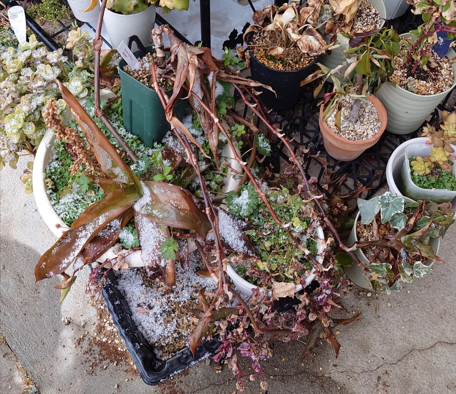 カリシア フレグランス