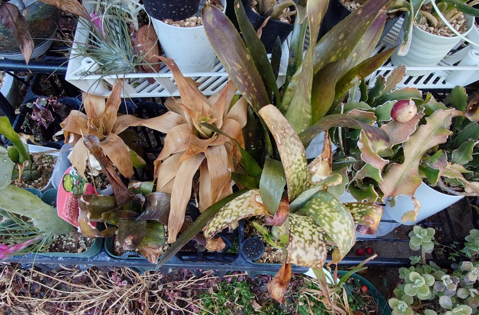 ゴーデダエア オスピナエ 等