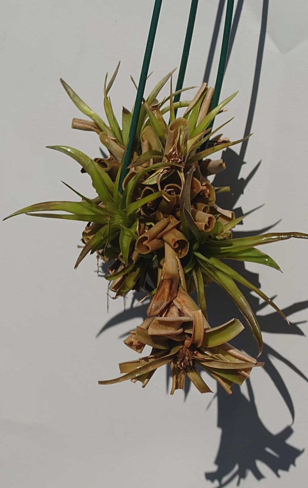 ティランジア フダオチ デッカイガチャ