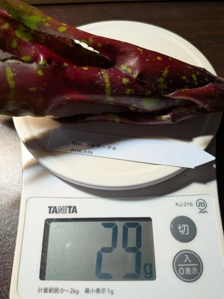 ネオレゲリア フルサークル