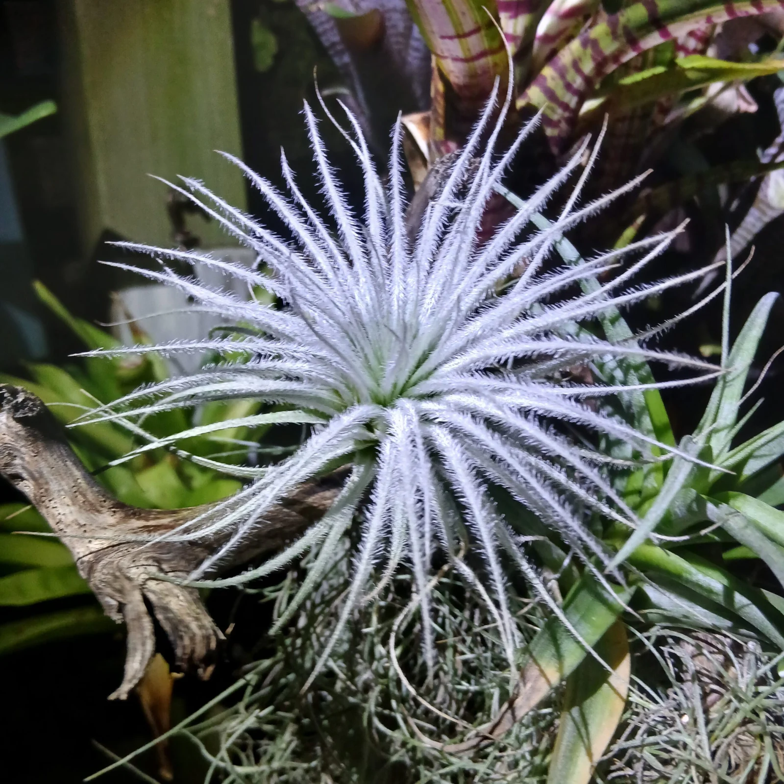 ティランジア　テクトラム