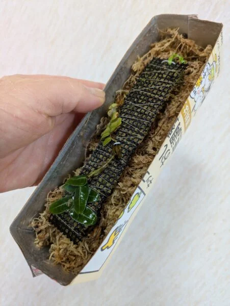 クライマープランツ 　 マルクグラビア