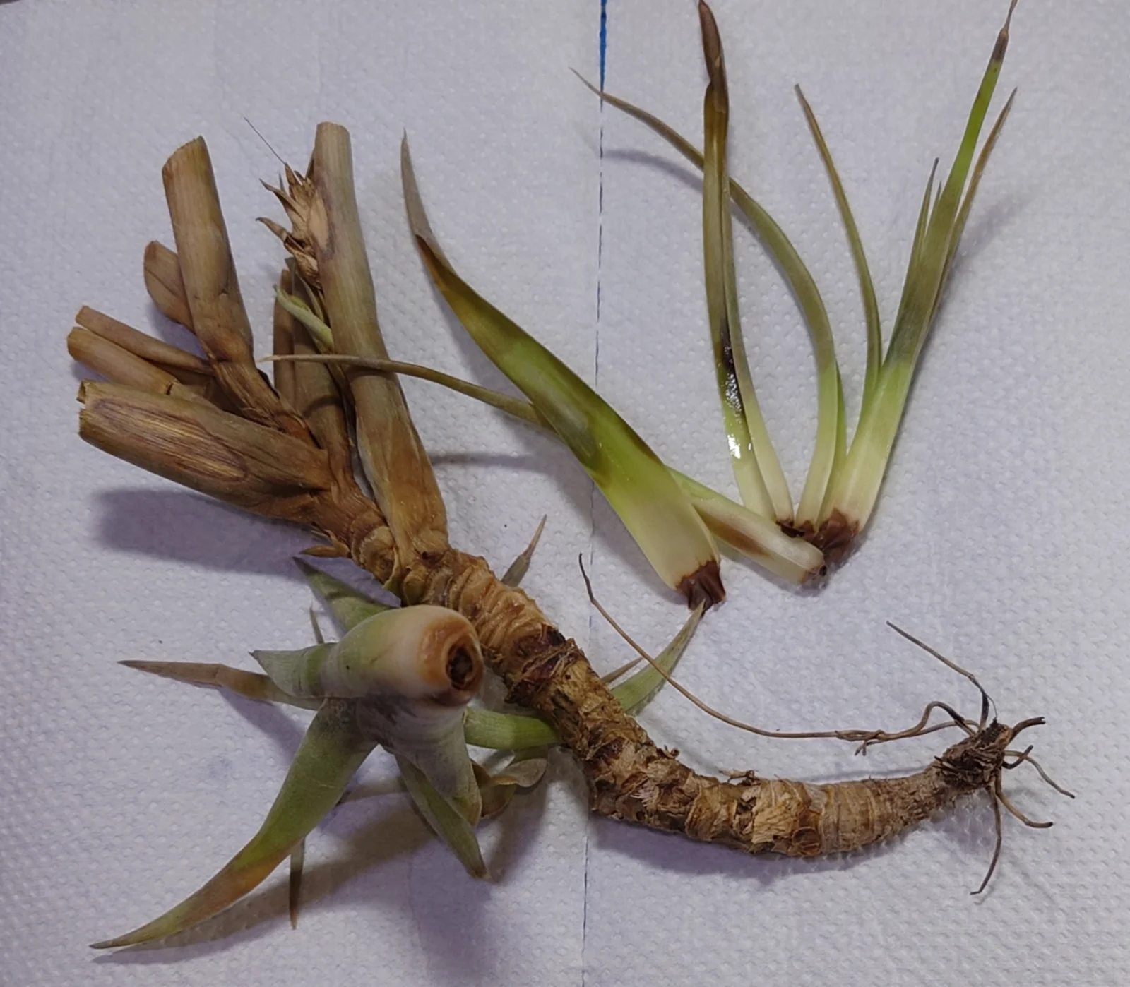 ティランジア フダオチ デッカイガチャ