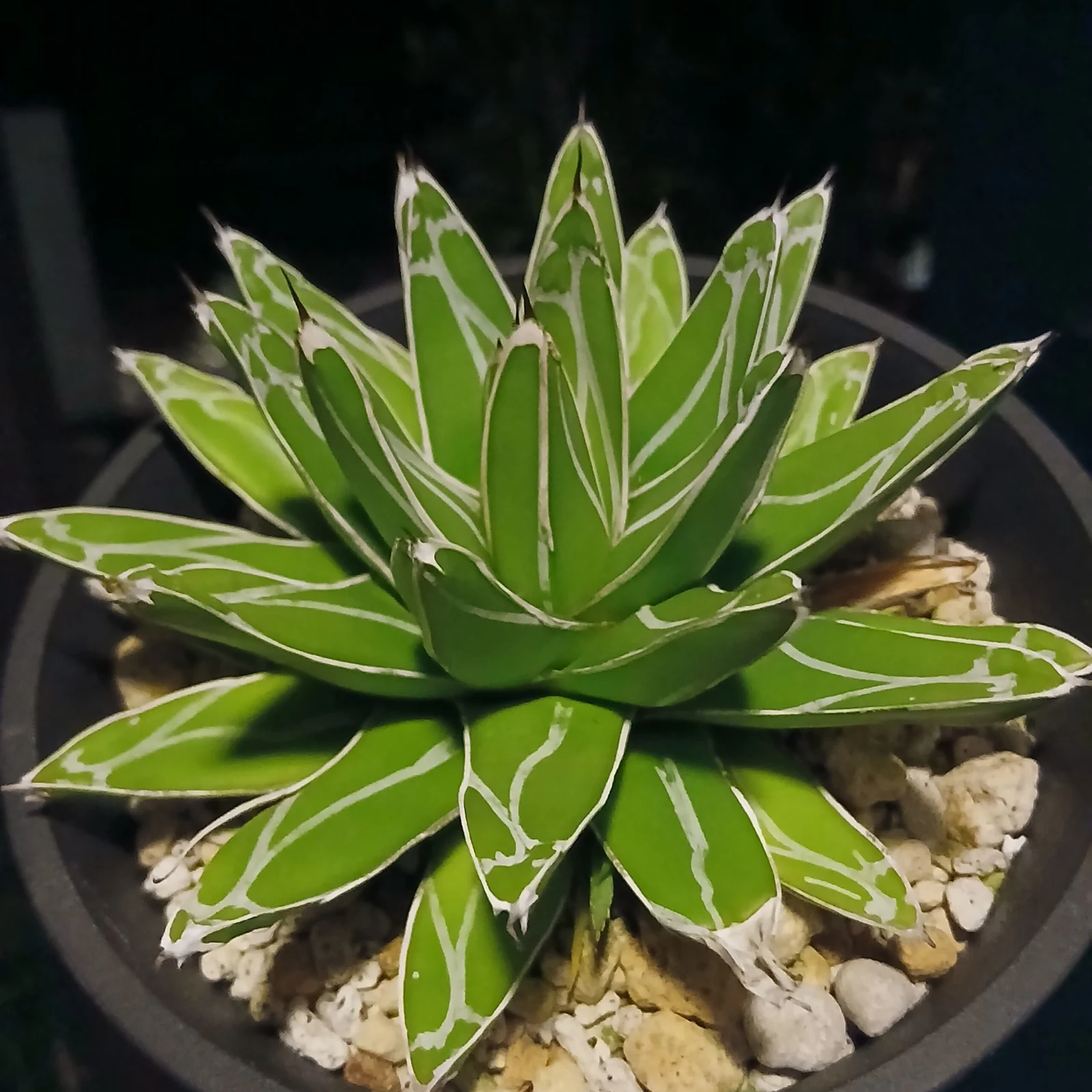 アガベ　笹の雪