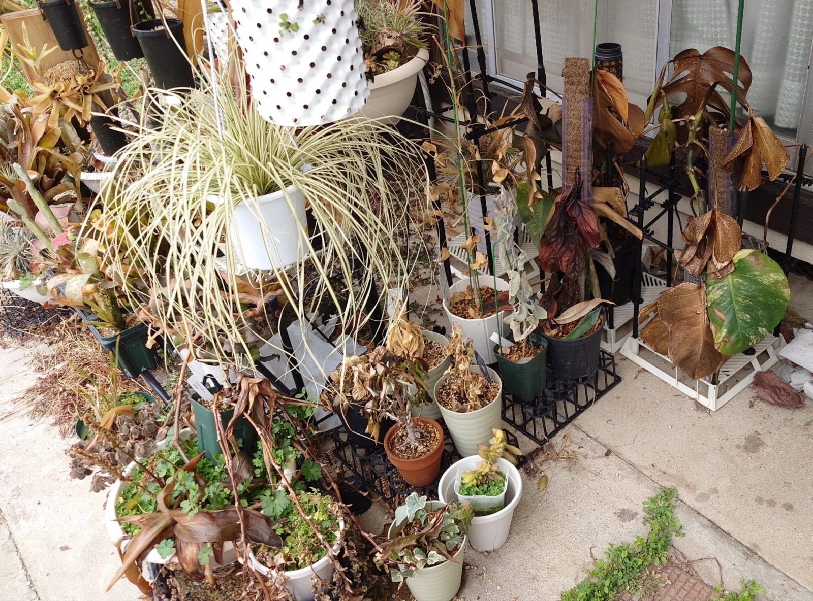 モンステラ オーレア 等