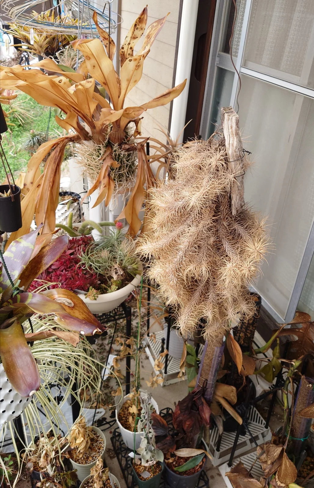 フンキアナ 群生 等