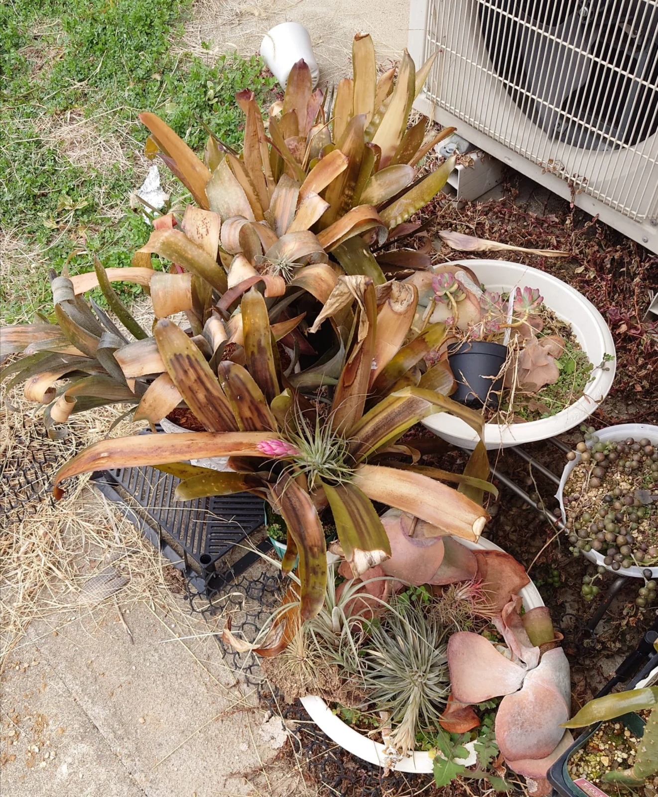 ビルベルギア 等