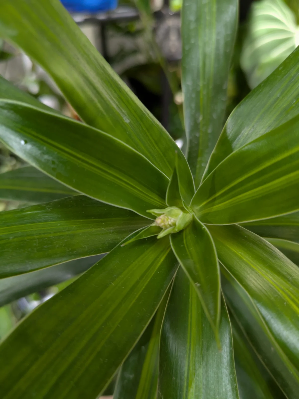 ドラセナ　ソング　オブ　ジャマイカ