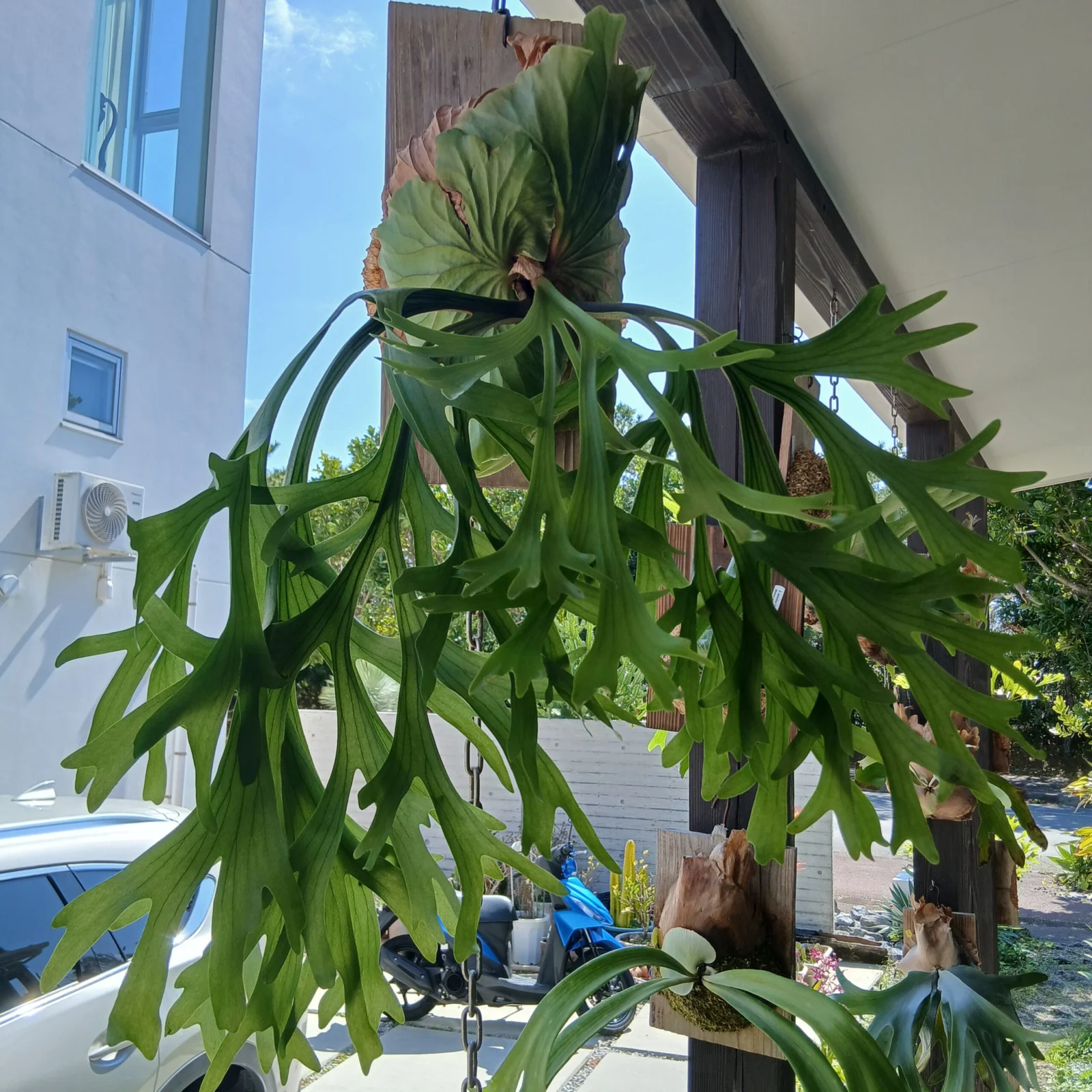 ビカクシダ キッチャクード