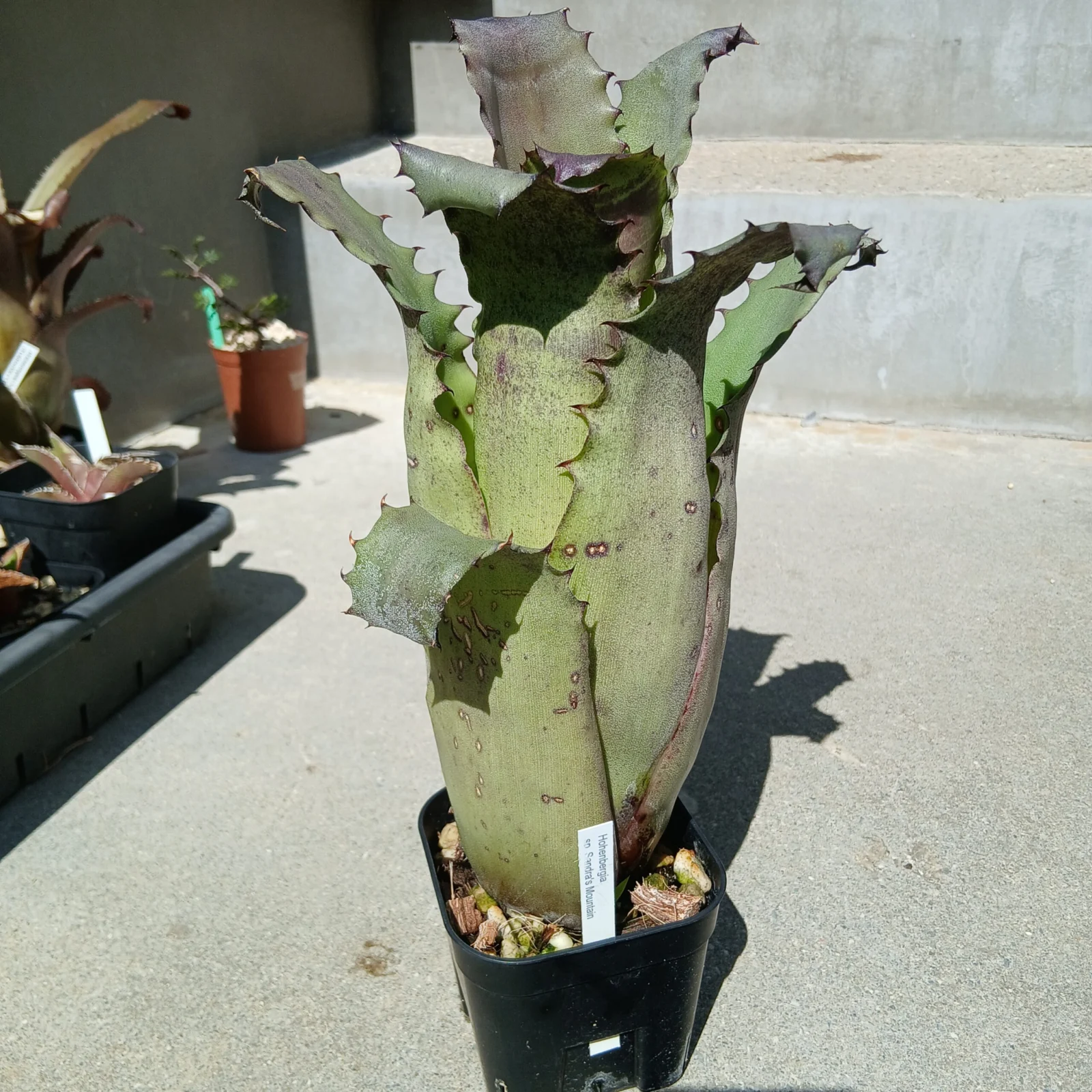 ホヘンベルギア　サンドラズマウンテン