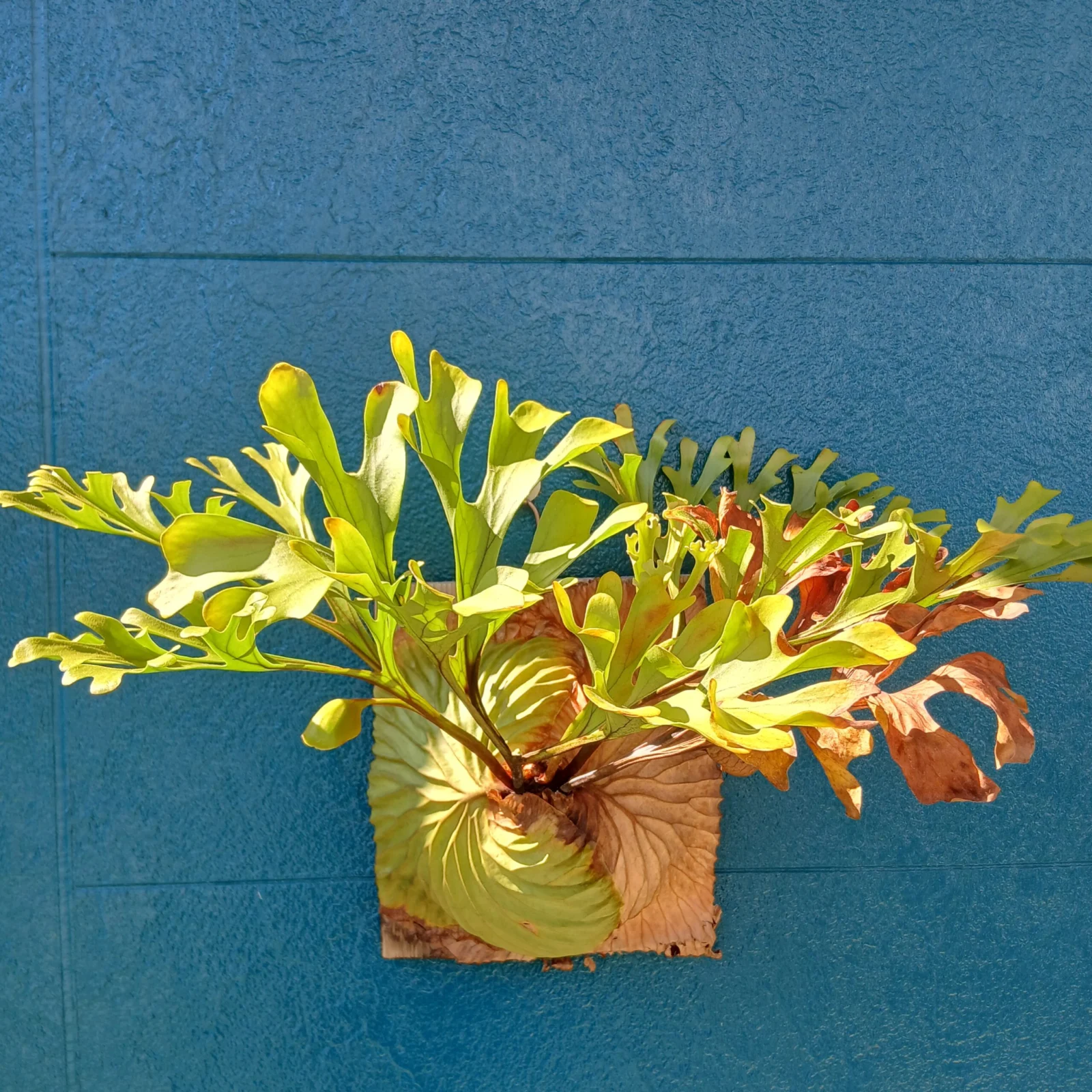 ビカクシダ　リドレイ