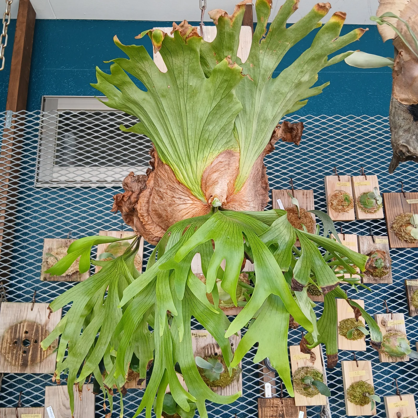 ビカクシダ　コロナリウム