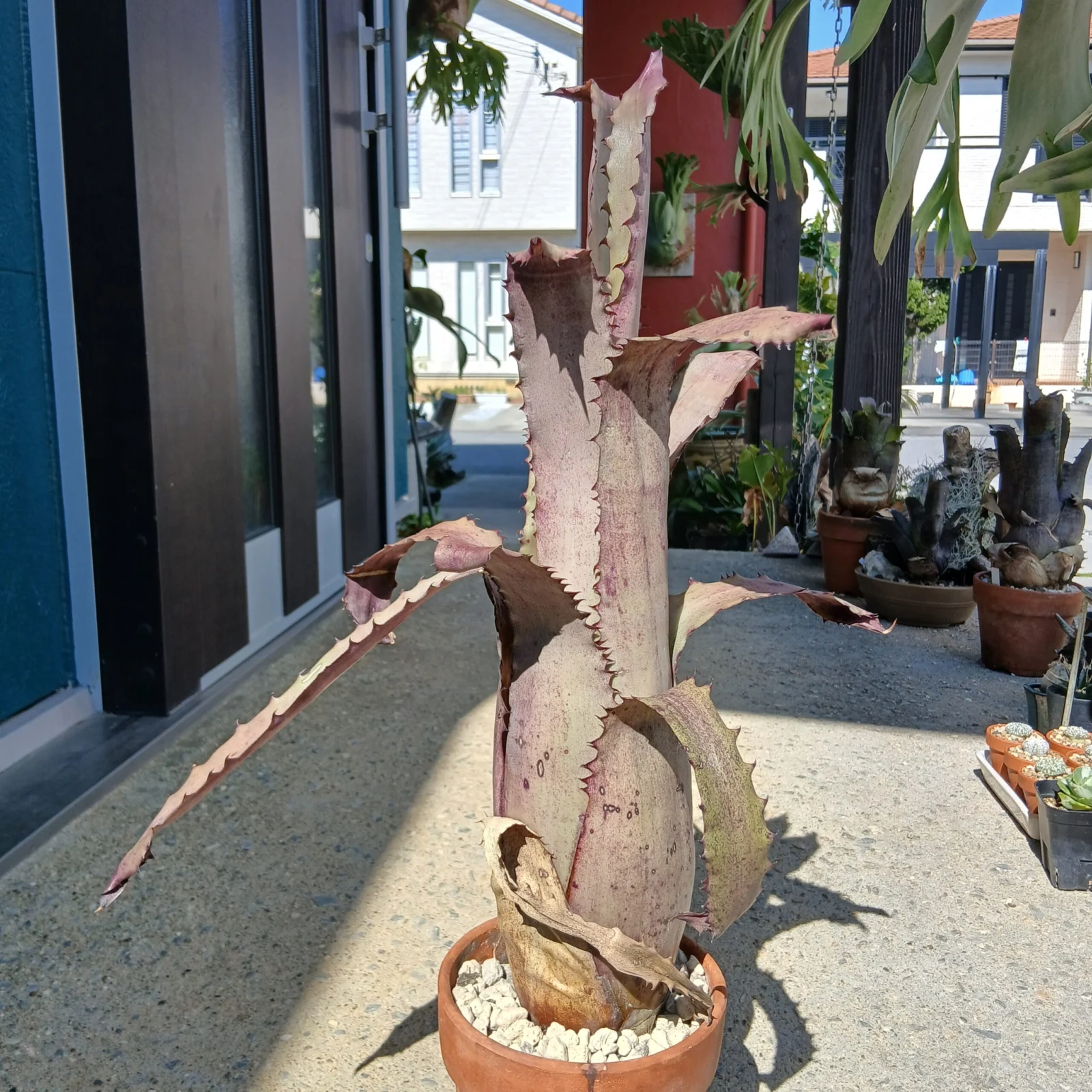 ホヘンベルギア　Sp ブラジル（オウチ）