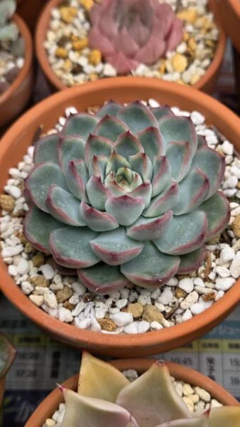 エケベリア　花うらら　エレガンス　多肉植物　ホムセン　アフター
