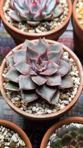 エケベリア メンサ 多肉植物 ホムセン アフター