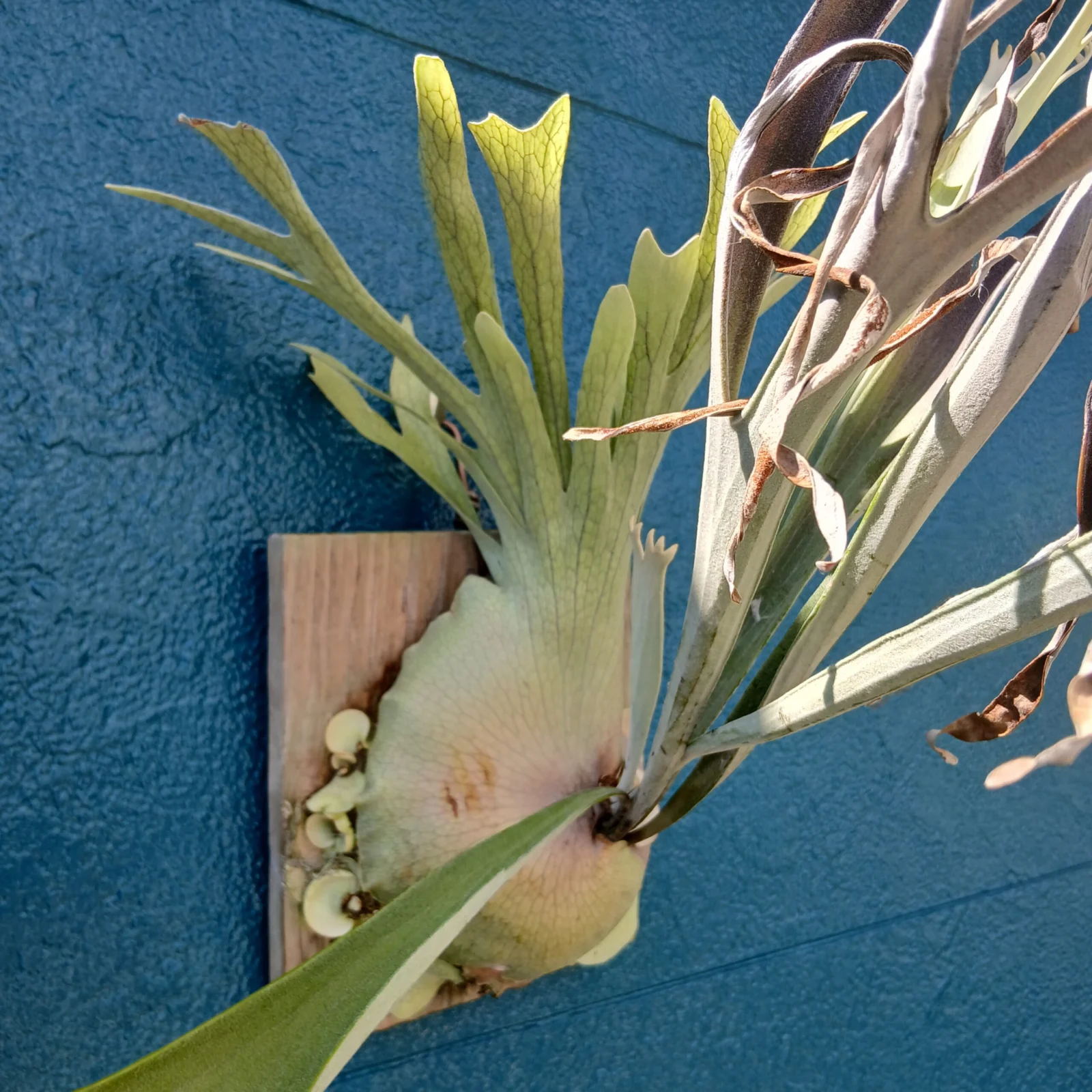 ビカクシダ　ベイチー　レモイネイ