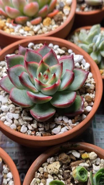 エケベリア ファイヤーピラー 多肉植物 ホムセン アフター