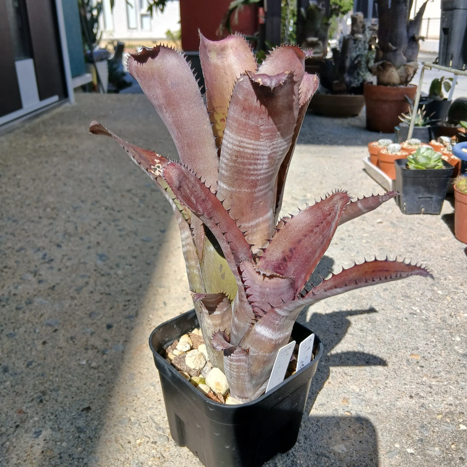 ビルベルギア　ゲルダ