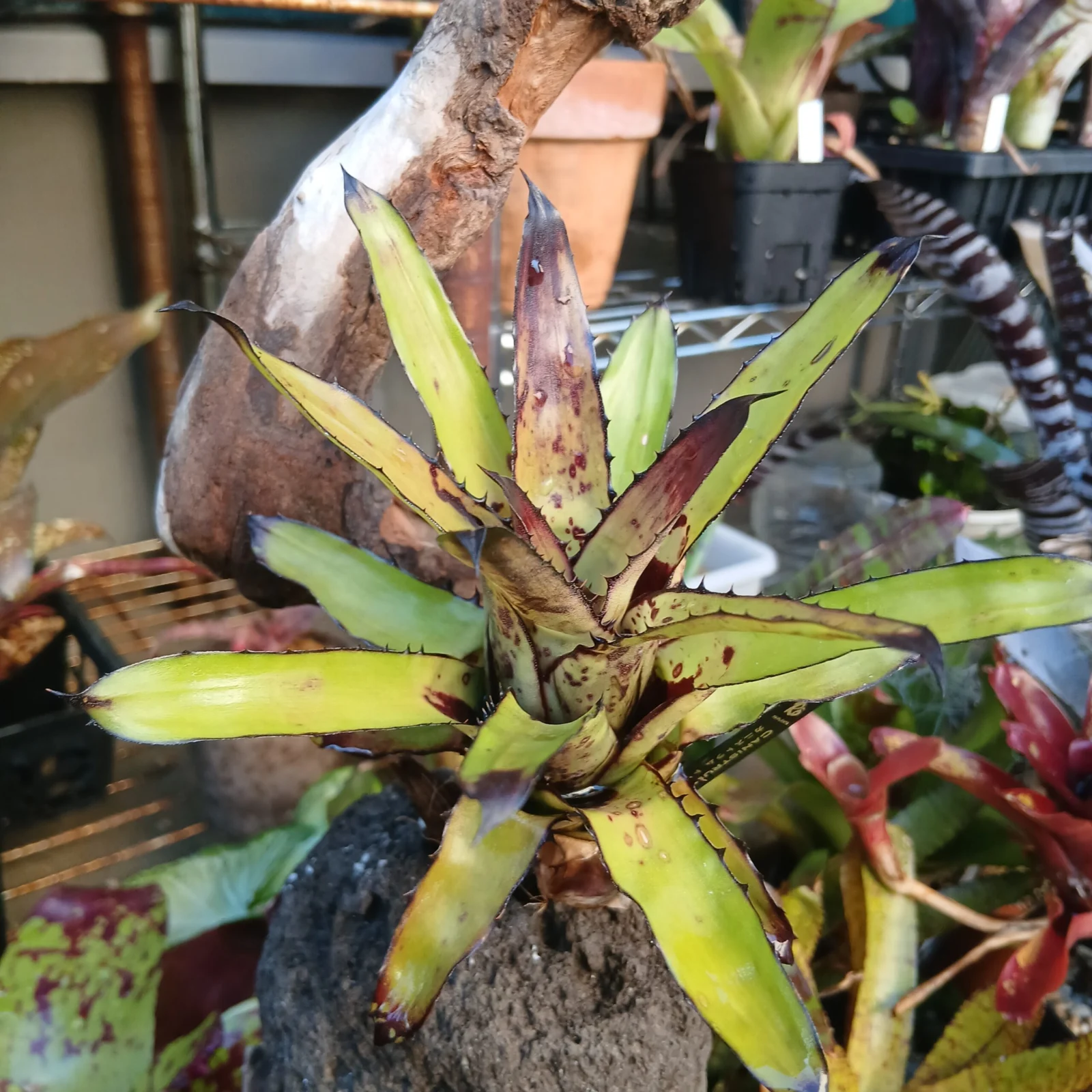 カニストラム トリアングレラ