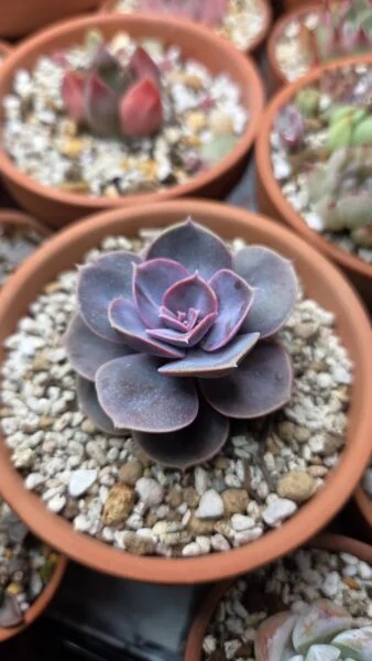 エケベリア　パールフォンニュルンベルグ　多肉植物　ホムセン　アフター