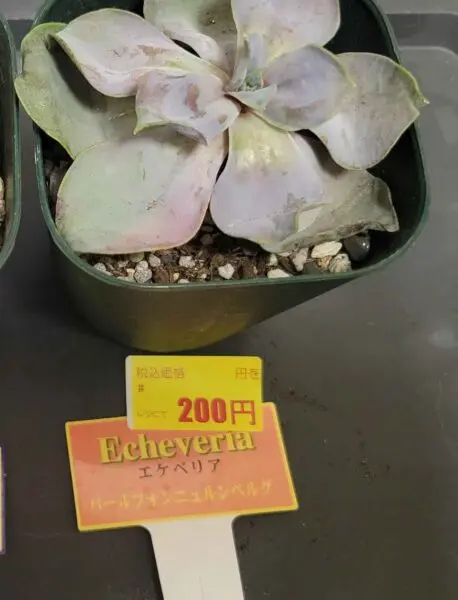 エケベリア　パールフォンニュルンベルグ　多肉植物　ホムセン　ビフォー