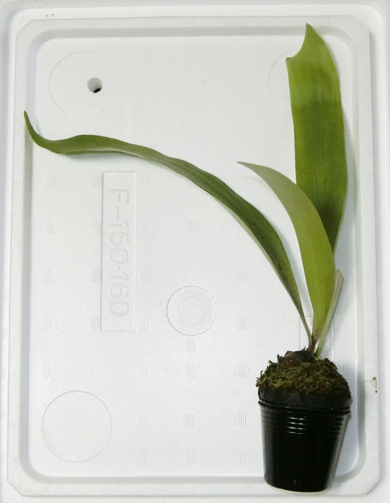 ビカクシダ フダオチ